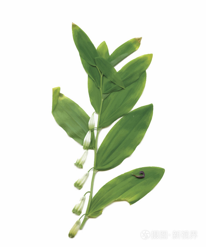 干燥标本馆植物 花朵和叶子矢量图插画 正版商用图片0flx2k 摄图新视界 干燥标本馆植物 花朵和叶子矢量图插画 正版商用图片0flx2k 摄图新视界