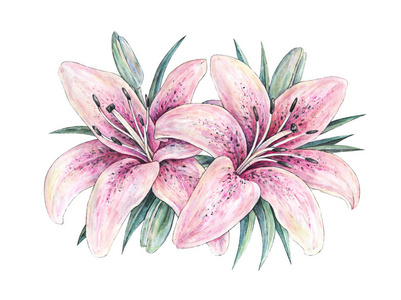 粉色百合花白色背景上孤立。手工水彩插图。绘图与绿色盛开百合叶