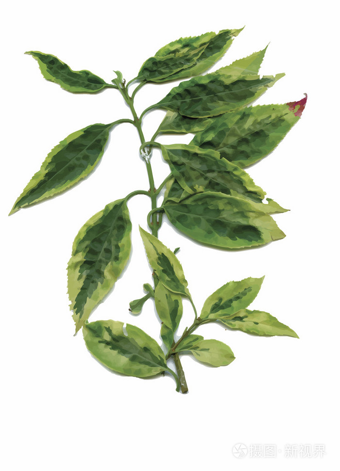 干燥标本馆植物 花朵和叶子矢量图插画 正版商用图片0flz9f 摄图新视界 干燥标本馆植物 花朵和叶子矢量图插画 正版商用图片0flz9f 摄图新视界
