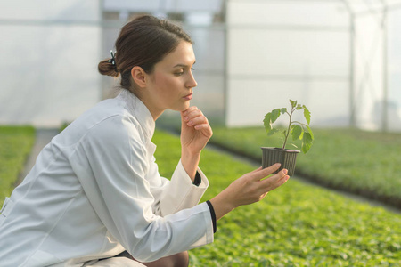 在温室托儿所的妇女举行盆栽植物。苗木温室