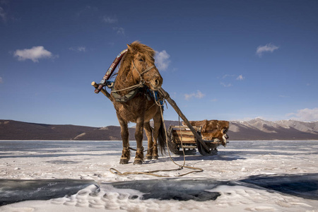 蒙古 Khuvsgul 冰冻湖上的马和雪橇