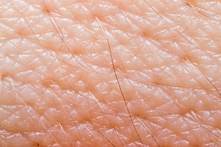 人体皮肤表层图片