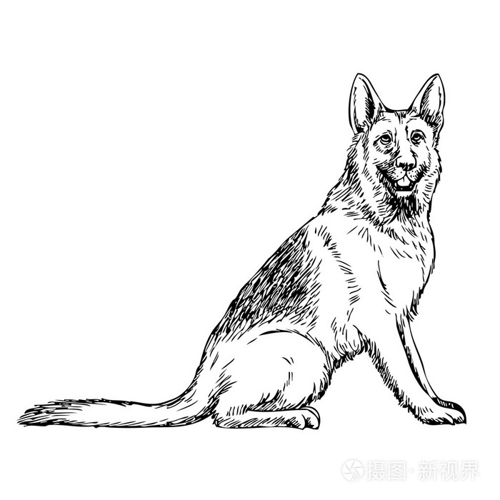 德国牧羊犬手绘插画-正版商用图片0fm3i5-摄图新视界