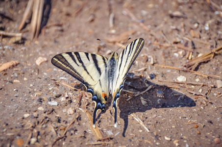 黑白蝴蝶翅膀美丽的黑白相间的蝴蝶在地上特写.大稀缺凤蝶照片