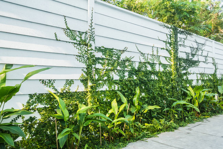 墙上的叶子图片