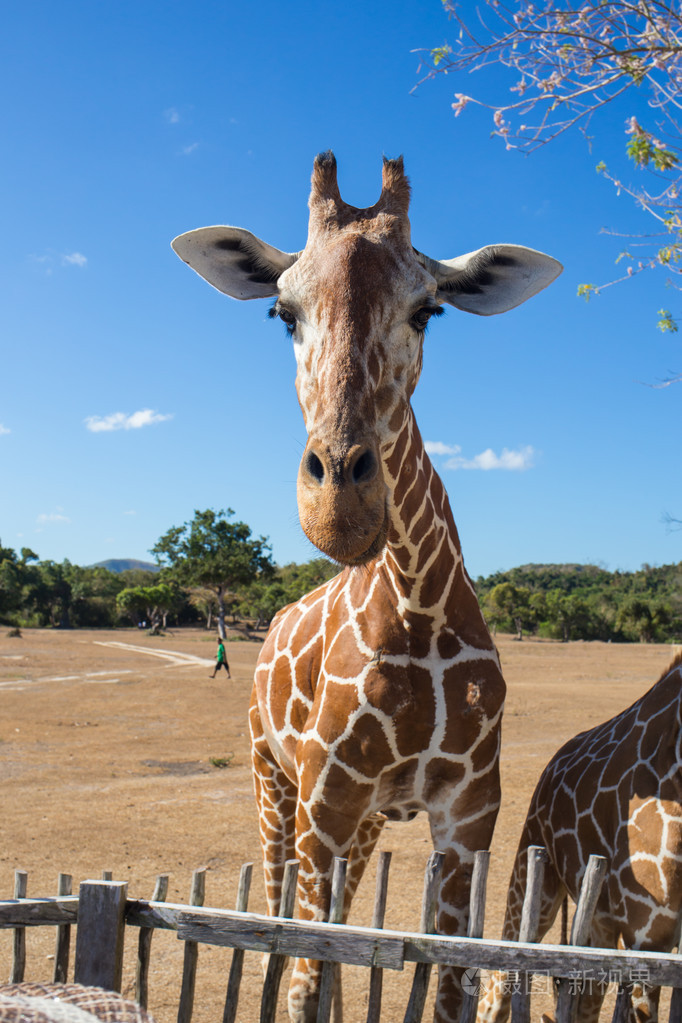 组的罗斯柴尔德长颈鹿照片-正版商用图片0fm4hu-摄图新视界