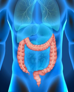 x 射线的人体大肠照片