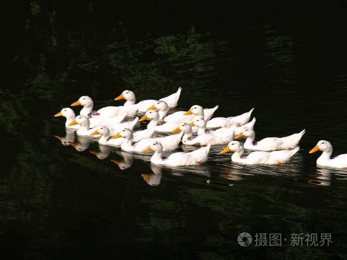 白鸭子在池塘里在一起.家庭农场的理念