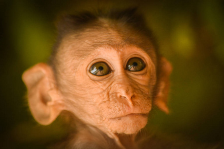 婴儿帽猴的肖像通常是印度亚大陆特有的