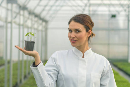 在温室托儿所的妇女举行盆栽植物。苗木温室