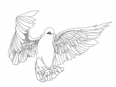 自由飞行中的鸽子.白色背景上的孤立的向量.绘制照片
