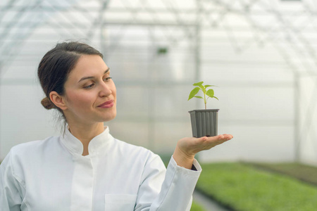 在温室托儿所的妇女举行盆栽植物。苗木温室