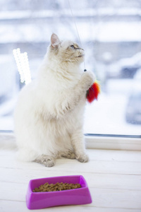 一只西伯利亚猫在窗台上