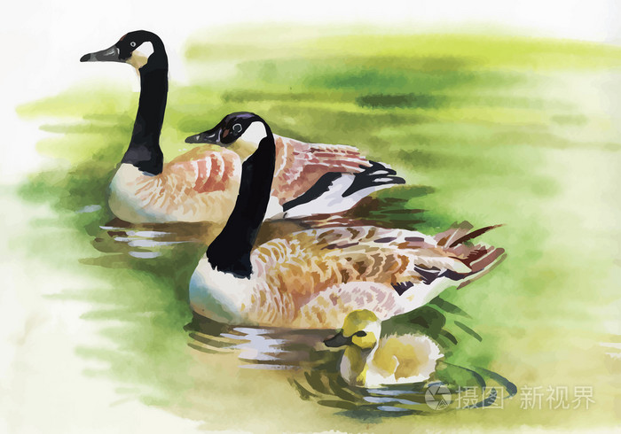 三只脖子黑的鸭子。 三幅灰色水彩画插画-正版商用图片0fmepz-摄图新视界 が通販できます 水彩画 その他