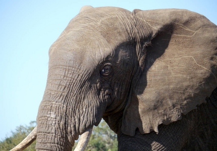在南部非洲的大象