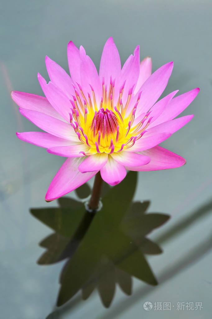 粉色荷花