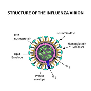 流感病毒的结构。信息图表。矢量图