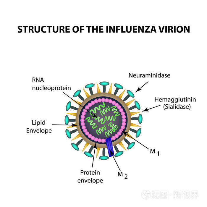 流感病毒的结构.信息图表.矢量图