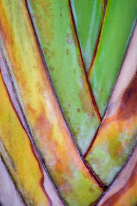 抽象纹理图案详细说明香蕉扇背景. 棕榈叶背景自然编织图案