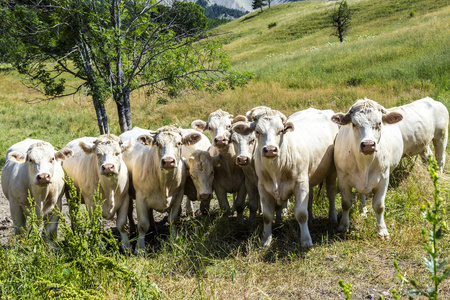 放牧的奶牛在法国阿尔卑斯山图片