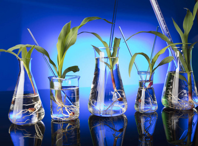 植物试验生物技术和花卉科学的主题.在实验室里试验植物群.