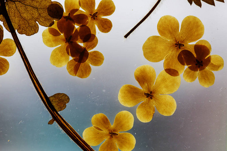 花标本图片 花标本素材 花标本插画 摄图新视界