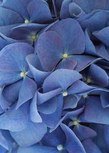 美丽的蓝色绣球花
