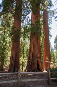 参天大树在红杉国家公园，加利福尼亚州，美国