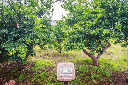 在济州岛，韩国橘橙农场