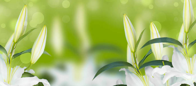 绿色模糊背景下的百合花天然花束