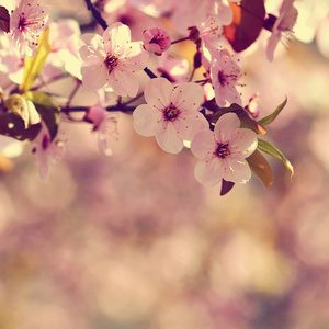 春季开花背景。美丽的自然场面与绽放的树和太阳。晴朗的一天。春天的花朵。春季的抽象模糊背景