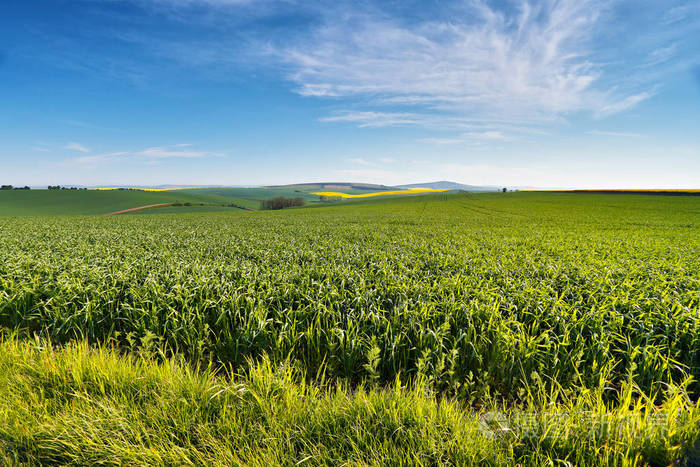 在小山上的春季农田.绿色和黄色的春天字段
