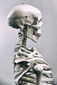 人类的骨骼与医学