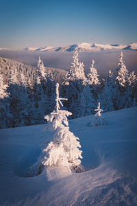 山雪杉树