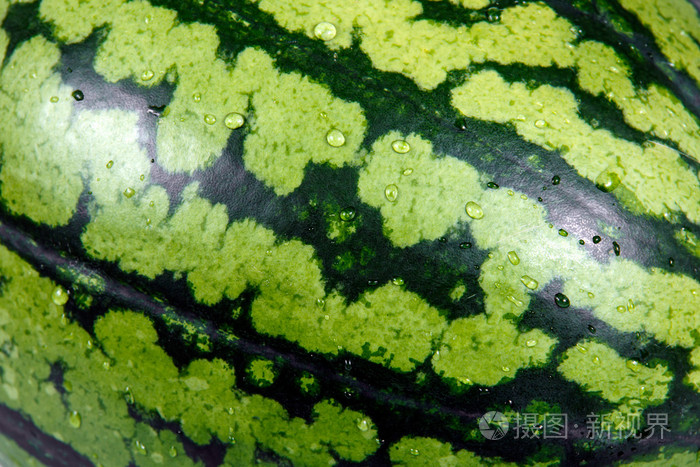 合上新鲜的绿色西瓜. 背景纹理