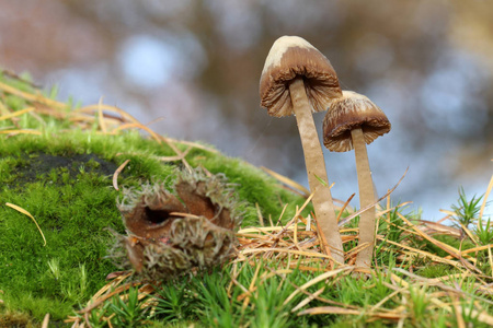 在森林中的苔藓上蘑菇