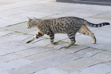 一只灰色的猫在街上跑