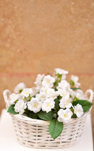 美丽的白花，在花盆里