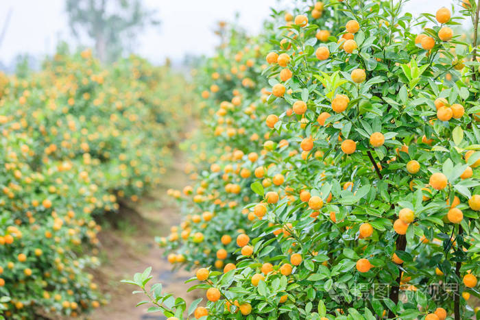 生长在河内的橘子
