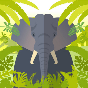 大象在丛林背景