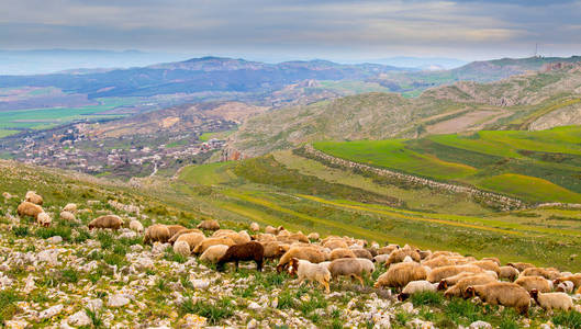一群羊在山中