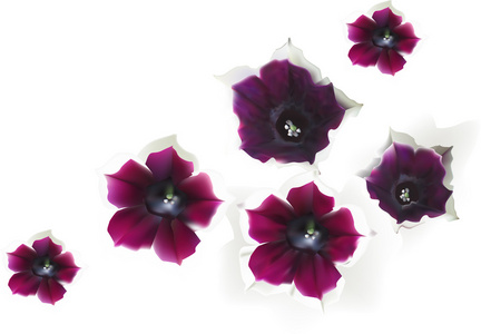 深紫色花