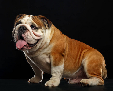 黑色斗牛犬图片-黑色斗牛犬素材-黑色斗牛犬插画-摄图新视界