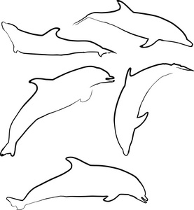 海豚的剪影集合图片