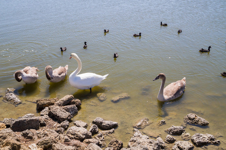白色的天鹅和其它鸟类在池塘上