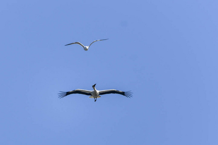 白鹳和海鸥在空中飞翔