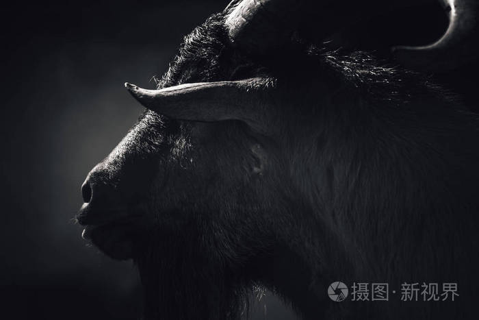 国产山羊画像黑白