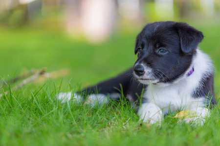 边境牧羊犬可爱的小狗在美丽的绿草坪.