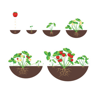 卡通成长阶段的草莓图标集。矢量