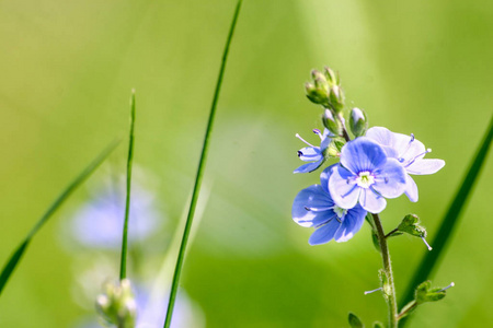 在春天的草地上美丽小蓝花